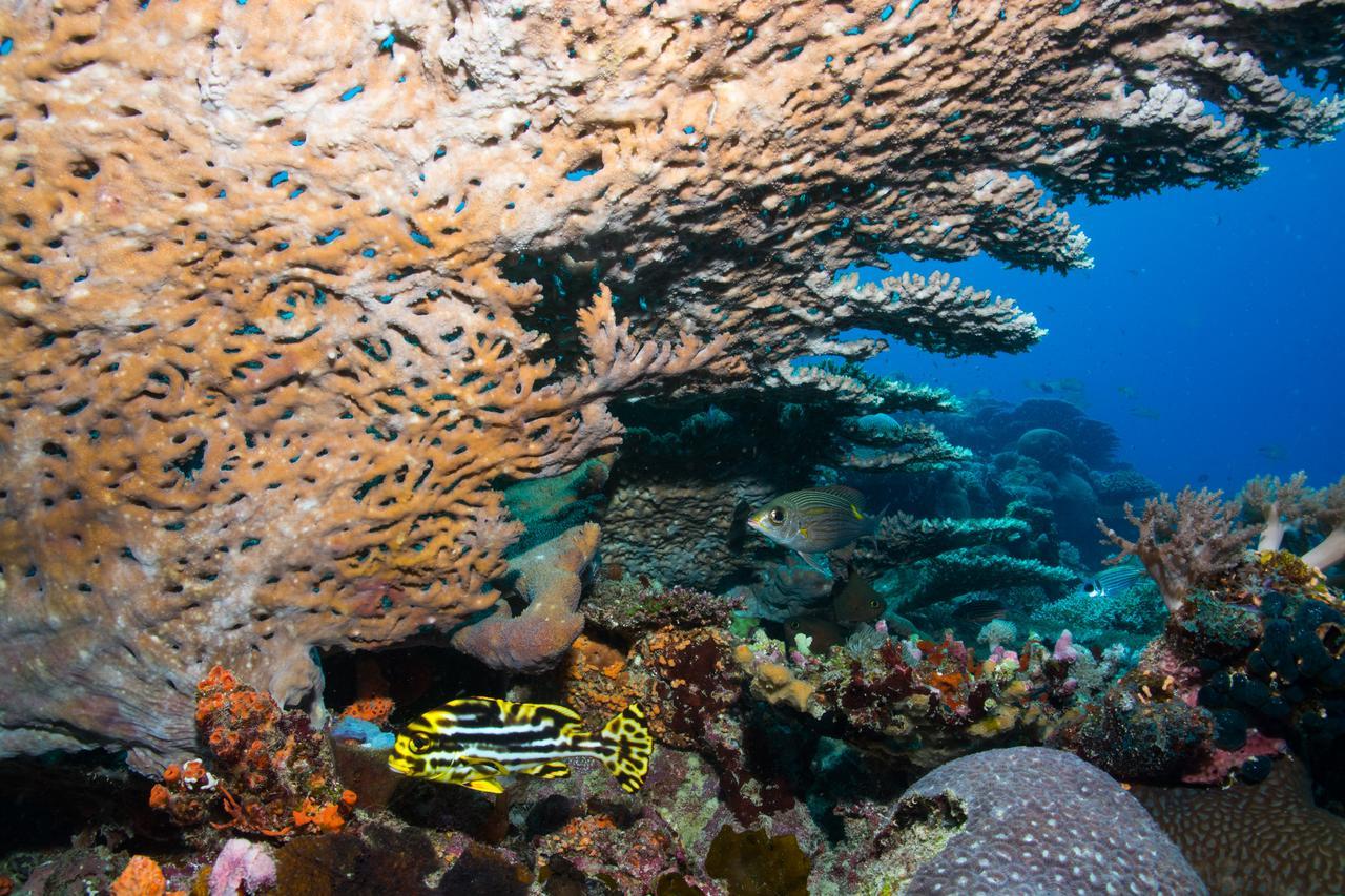 Gecko Nature Lodge Home Of Swahili Divers The Best Dive Center And Famous Gecko Restaurant Verani Eksteriør billede