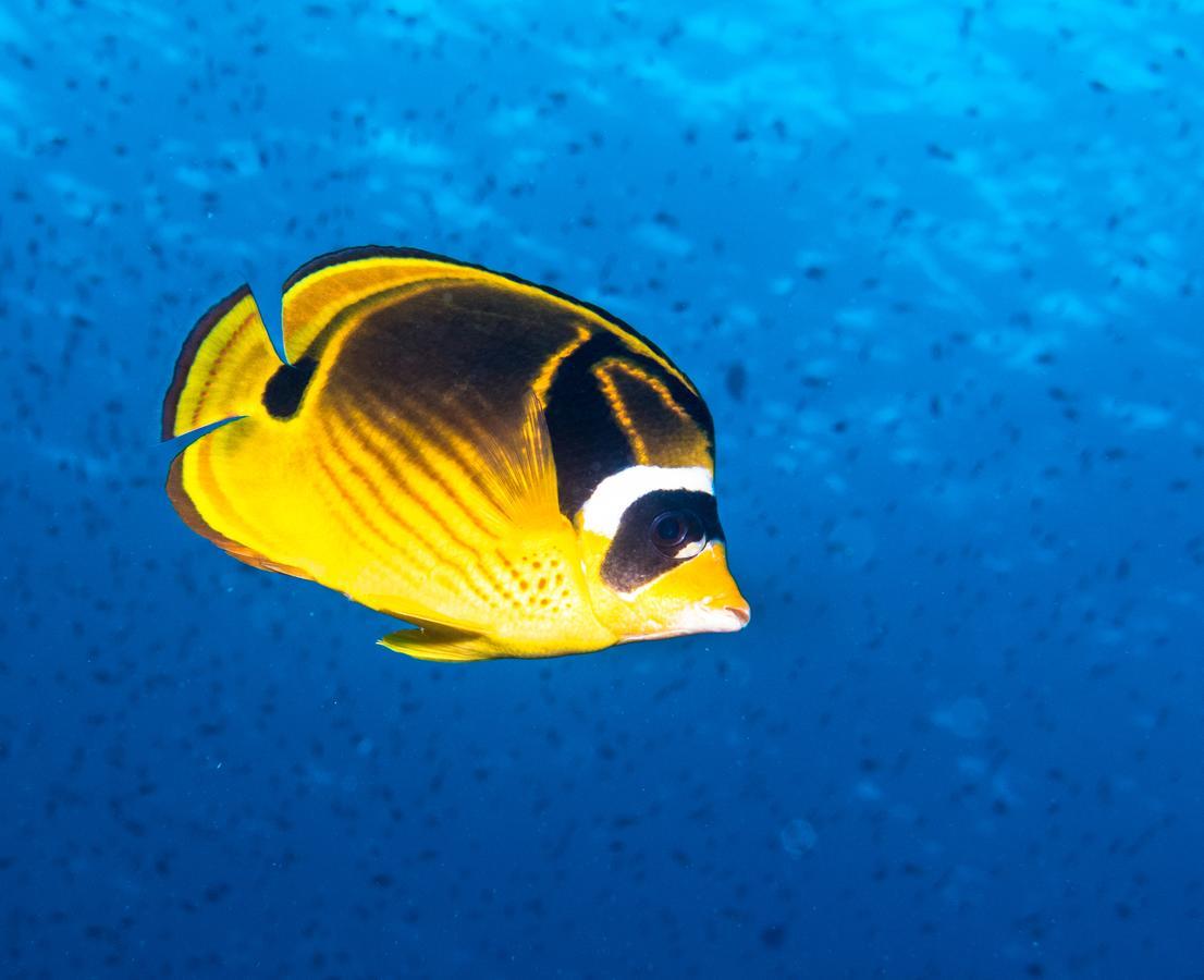 Gecko Nature Lodge Home Of Swahili Divers The Best Dive Center And Famous Gecko Restaurant Verani Eksteriør billede