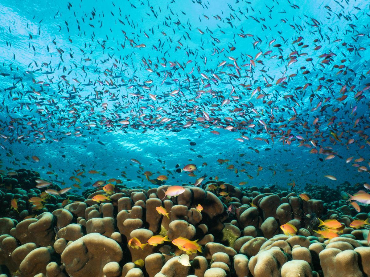 Gecko Nature Lodge Home Of Swahili Divers The Best Dive Center And Famous Gecko Restaurant Verani Eksteriør billede