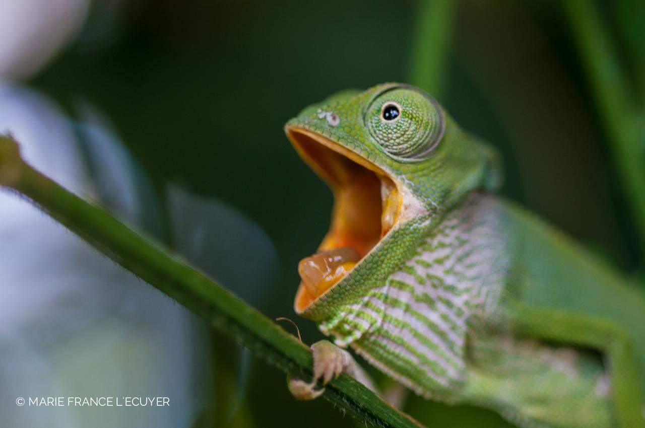 Gecko Nature Lodge Home Of Swahili Divers The Best Dive Center And Famous Gecko Restaurant Verani Eksteriør billede