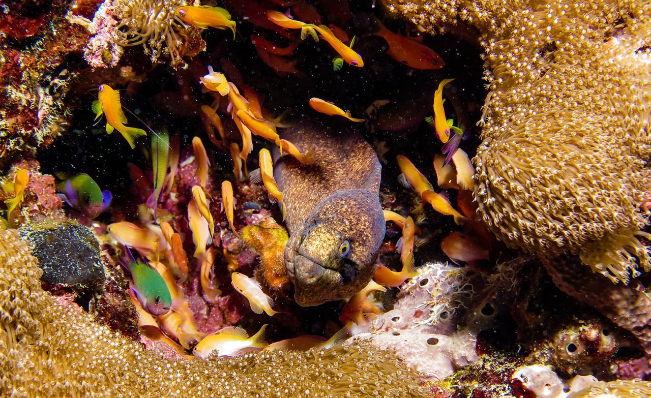 Gecko Nature Lodge Home Of Swahili Divers The Best Dive Center And Famous Gecko Restaurant Verani Eksteriør billede