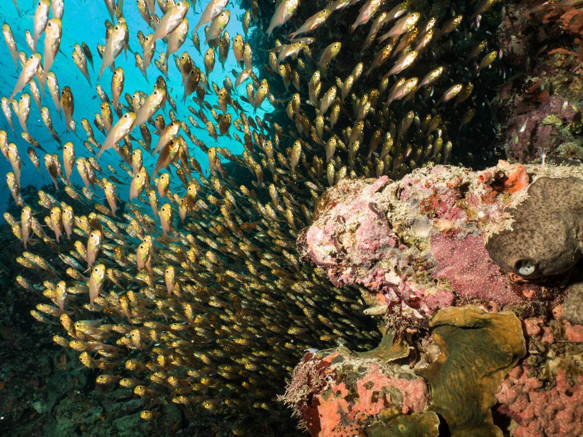 Gecko Nature Lodge Home Of Swahili Divers The Best Dive Center And Famous Gecko Restaurant Verani Eksteriør billede