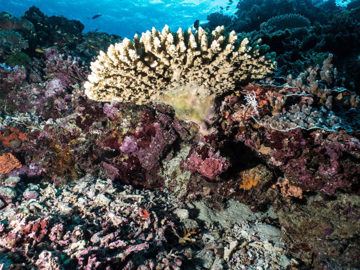 Gecko Nature Lodge Home Of Swahili Divers The Best Dive Center And Famous Gecko Restaurant Verani Eksteriør billede