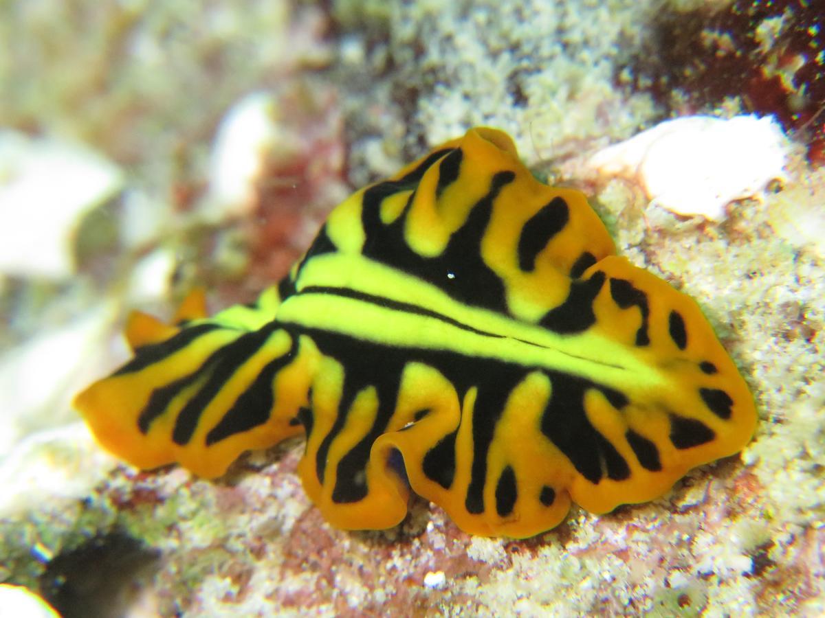 Gecko Nature Lodge Home Of Swahili Divers The Best Dive Center And Famous Gecko Restaurant Verani Eksteriør billede