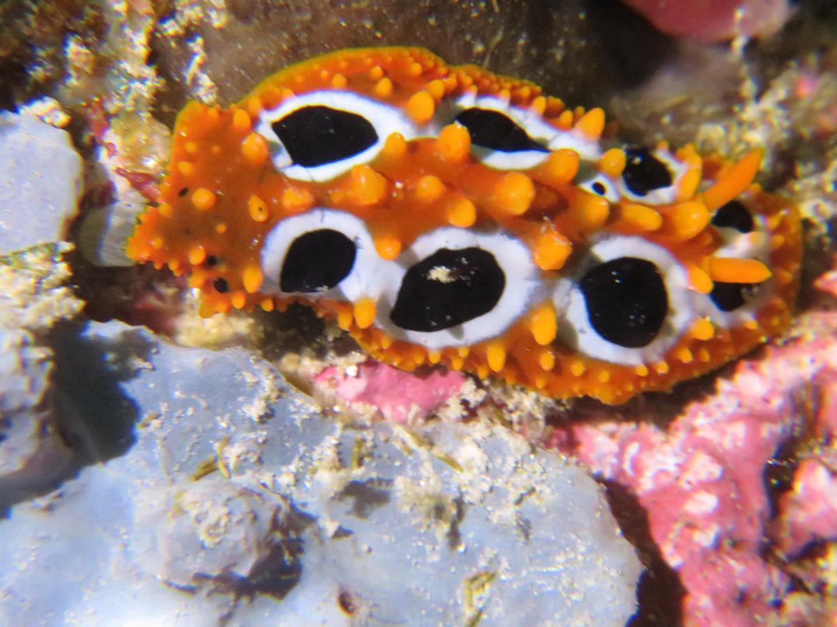 Gecko Nature Lodge Home Of Swahili Divers The Best Dive Center And Famous Gecko Restaurant Verani Eksteriør billede