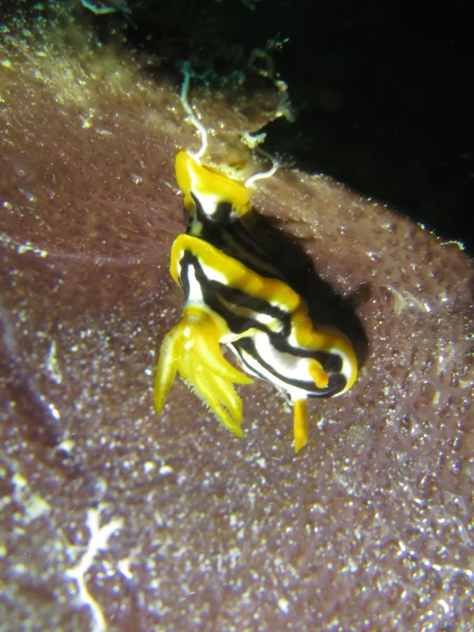 Gecko Nature Lodge Home Of Swahili Divers The Best Dive Center And Famous Gecko Restaurant Verani Eksteriør billede