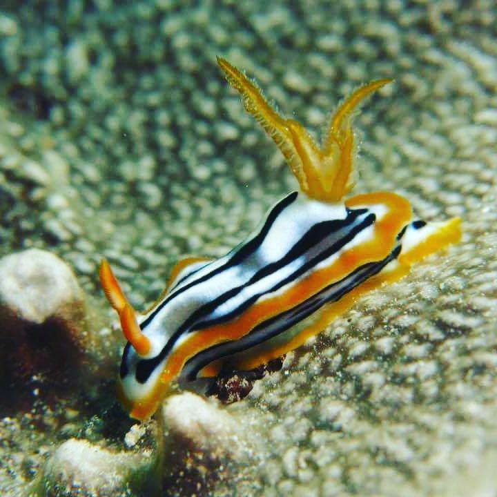 Gecko Nature Lodge Home Of Swahili Divers The Best Dive Center And Famous Gecko Restaurant Verani Eksteriør billede