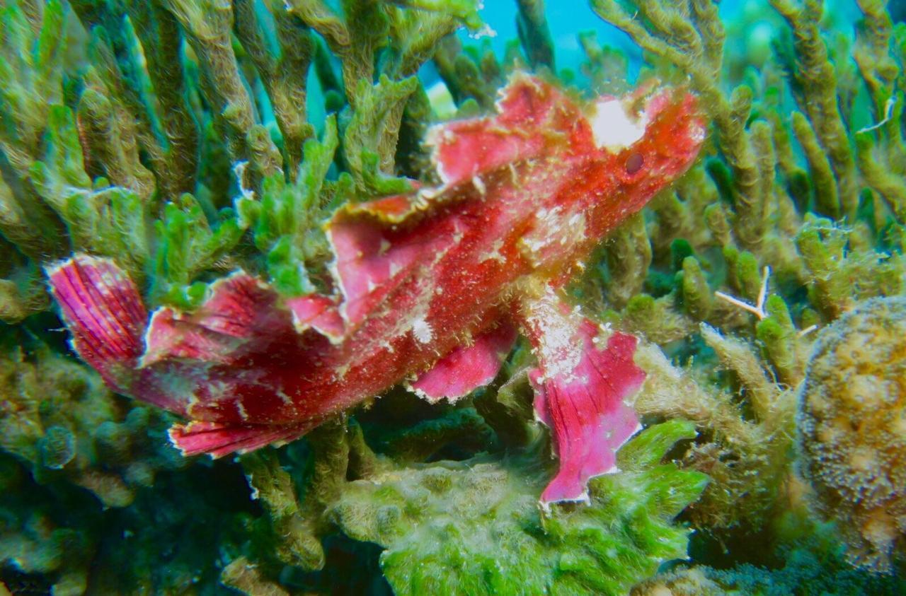 Gecko Nature Lodge Home Of Swahili Divers The Best Dive Center And Famous Gecko Restaurant Verani Eksteriør billede