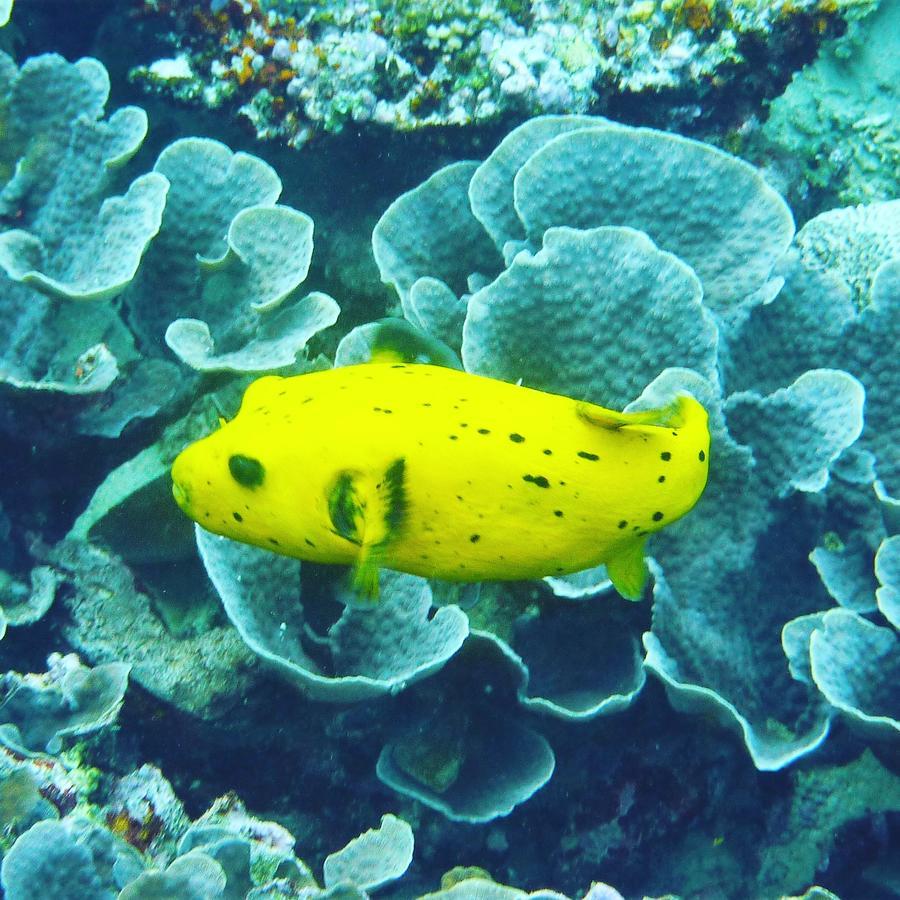 Gecko Nature Lodge Home Of Swahili Divers The Best Dive Center And Famous Gecko Restaurant Verani Eksteriør billede