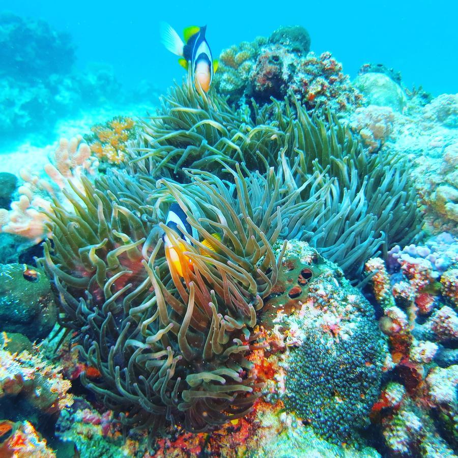 Gecko Nature Lodge Home Of Swahili Divers The Best Dive Center And Famous Gecko Restaurant Verani Eksteriør billede