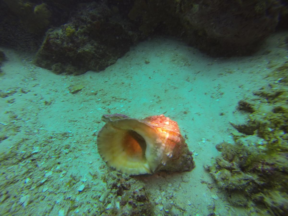 Gecko Nature Lodge Home Of Swahili Divers The Best Dive Center And Famous Gecko Restaurant Verani Eksteriør billede